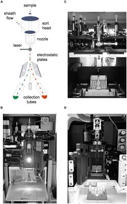 Flow cytometry and cell sorting